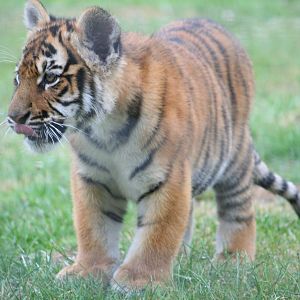 Tiger youngster