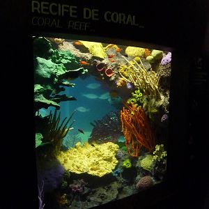 Coral reef - Sea turtle exhibition