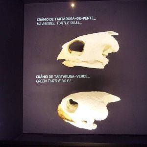 Skull comparison - Sea turtle exhibition