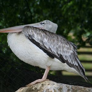 Pink-backed pelican