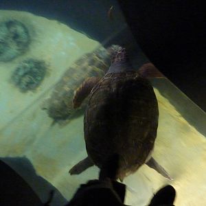 Turtle walkway - Sea turtle exhibition