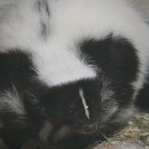 Striped skunk