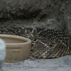 Rattlesnake (Western diamondback?)
