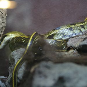 Asian beauty snake