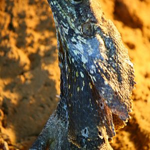 Frilled lizard