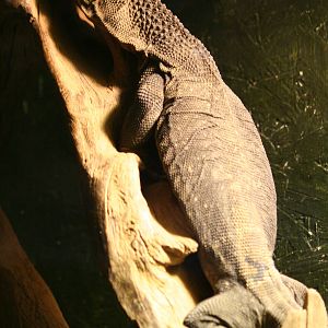 Rough-neck monitor