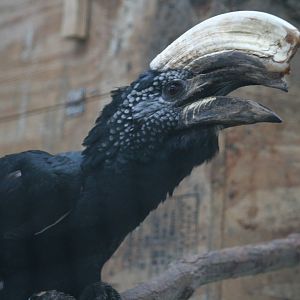 Silvery-cheeked hornbill?