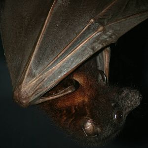 Little red flying fox