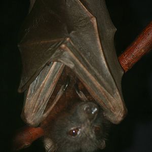 Little red flying fox