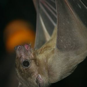 Egyptian fruit bat