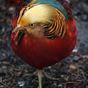 Golden pheasant