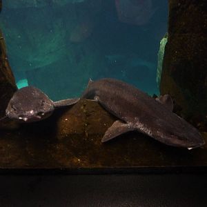 Nursehounds - North Atlantic