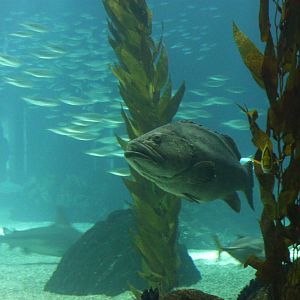 Grouper in Global Ocean