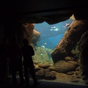 Sea otter underwater viewing