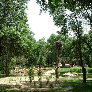 Water Bird Paddock at Madrid Zoo Aquarium, 26/05/11