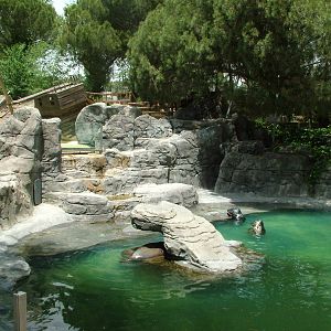 Seal Pool at Madrid Zoo Aquarium, 26/05/11