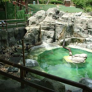 Penguin Pool at Madrid Zoo Aquarium, 26/05/11