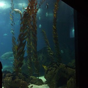 Kelp forest in Global Ocean
