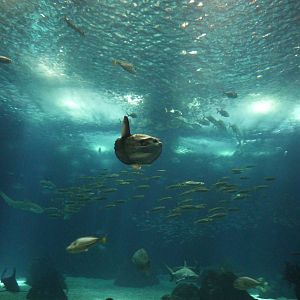 Global Ocean with sunfish