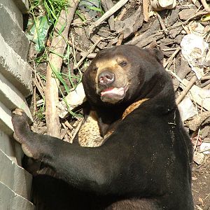 Malayan Sun Bear at Madrid Zoo Aquarium, 26/05/11