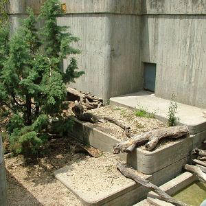 Raccoon Exhibit at Madrid Zoo Aquarium, 26/05/11