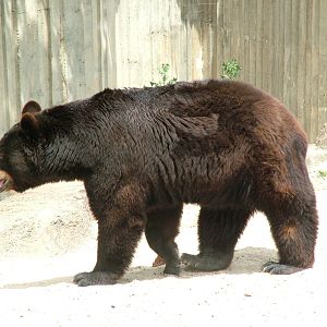 American Black Bear at Madrid Zoo Aquarium, 26/05/11