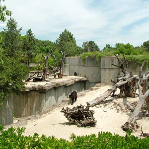 Bear Exhibits at Madrid Zoo Aquarium, 26/05/11