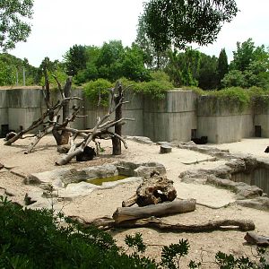 Bear Exhibits at Madrid Zoo Aquarium, 26/05/11