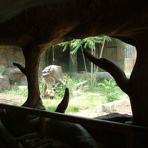 European Lynx Exhibit at Madrid Zoo Aquarium, 26/05/11