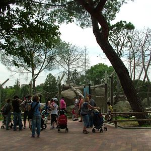 Lemur Walk-through at Madrid Zoo Aquarium, 26/05/11