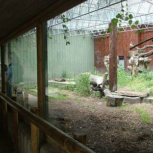 Leopard Exhibit at Madrid Zoo Aquarium, 26/05/11