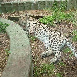 Leopard at Madrid Zoo Aquarium, 26/05/11
