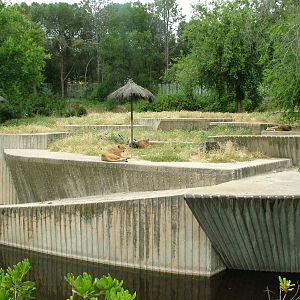 Lion Exhibit at Madrid Zoo Aquarium, 26/05/11