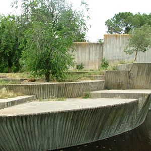 Lion Exhibit at Madrid Zoo Aquarium, 26/05/11