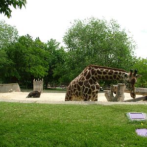 African Paddock at Madrid Zoo Aquarium, 26/05/11