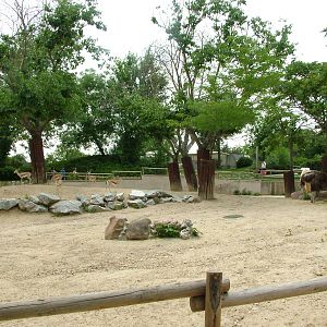 Desert Paddock at Madrid Zoo Aquarium, 26/05/11