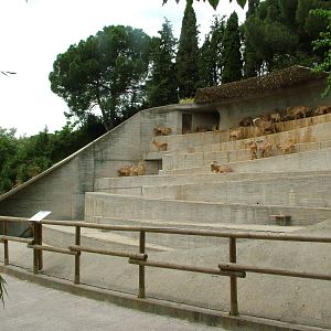 Barbary Sheep Exhibit at Madrid Zoo Aquarium, 26/05/11