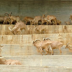 Barbary Sheep at Madrid Zoo Aquarium, 26/05/11