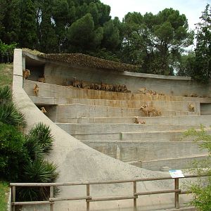 Barbary Sheep Exhibit at Madrid Zoo Aquarium, 26/05/11