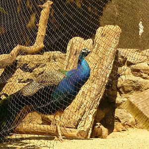 GET OUT OF HERE BIG BIRD!