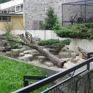 Meerkat's outdoor exhibit