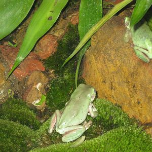 Green Tree Frogs