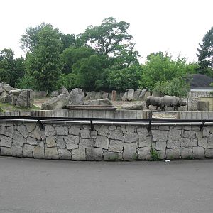 Rhino's outdoor exhibit
