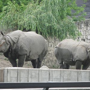 Rhinos couple