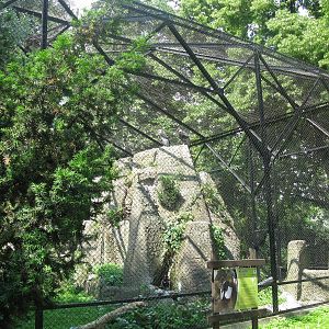 Andean Condor's aviary