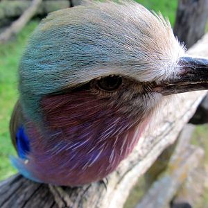 Lilac-breasted Roller