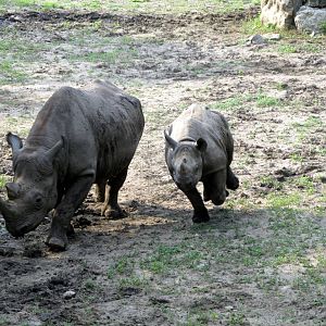 Black Rhino: Mother and Calf