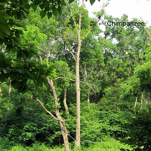 Chimp in Tree