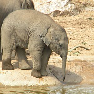 Jamilah the Asian Elephant at Chester Zoo 11/06/11