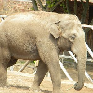 Upali the Asian Elephant at Chester Zoo 11/06/11